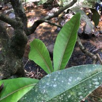 Semecarpus moonii Thwaites